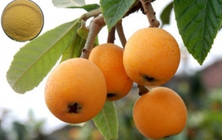 Loquat powder