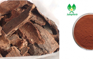 Pine Bark Extract