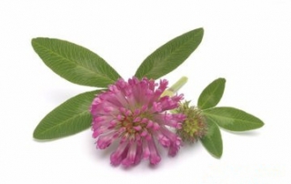 Red Clover Extract