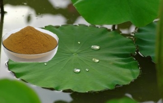 lotus leaf